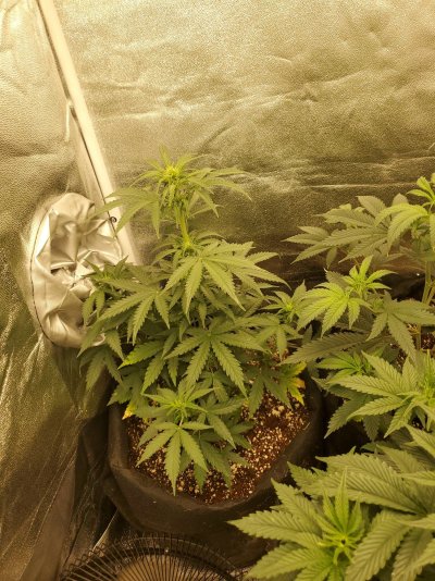 Can only grow 1 oz a plant