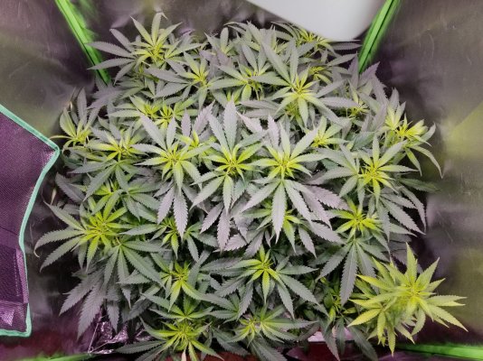 Defoliating advice if needed