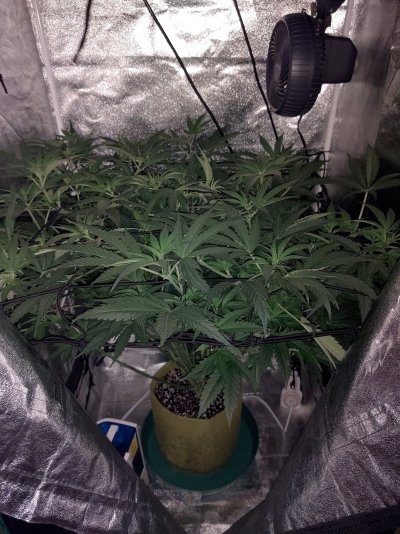 The "I'm perpetually learning" grow thread
