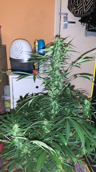 Lighting opinions and running? Links to what I currently have in thread