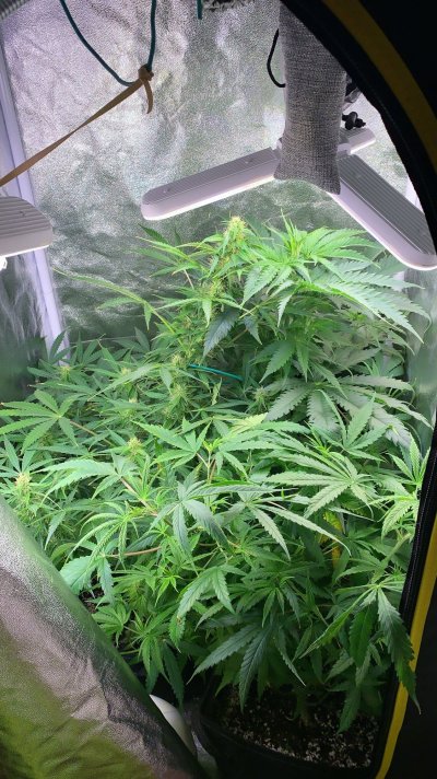 Lighting opinions and running? Links to what I currently have in thread