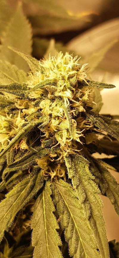 Let's See Your Frostiest Flowers