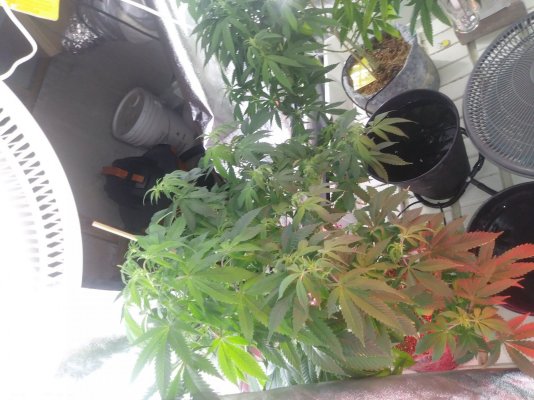 First Thread, harvesting, another on the way to watch