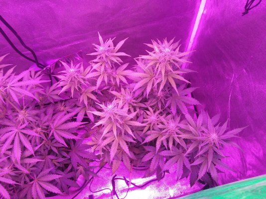Are these ready