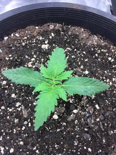 Ice Cream Man (bagseed)