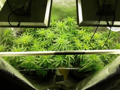 Black Peruvian Diesel, bred and grown by me under TS 1000.