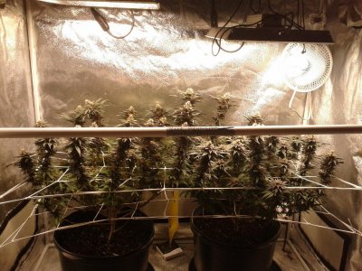 Black Peruvian Diesel, bred and grown by me under TS 1000.