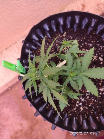 Balcony Autoflowers