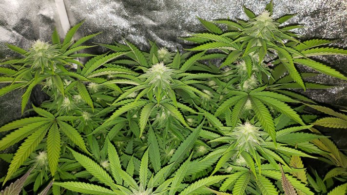 Possible lockout in living soil?