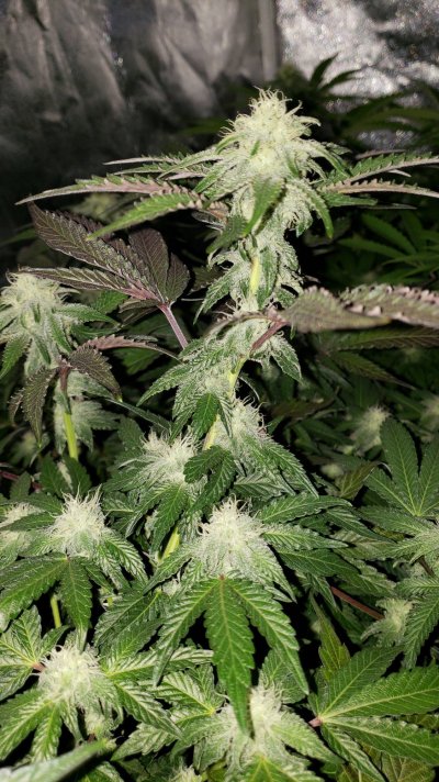 Possible lockout in living soil?