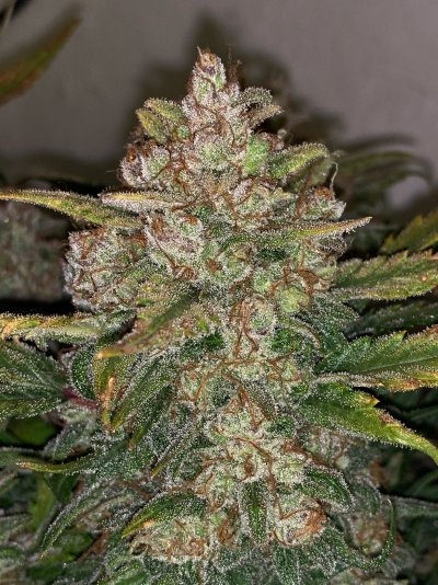 Grow Lab: Diverse Methods