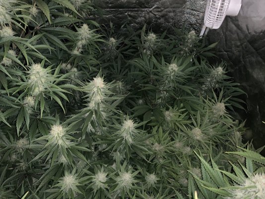 Grow Lab: Diverse Methods