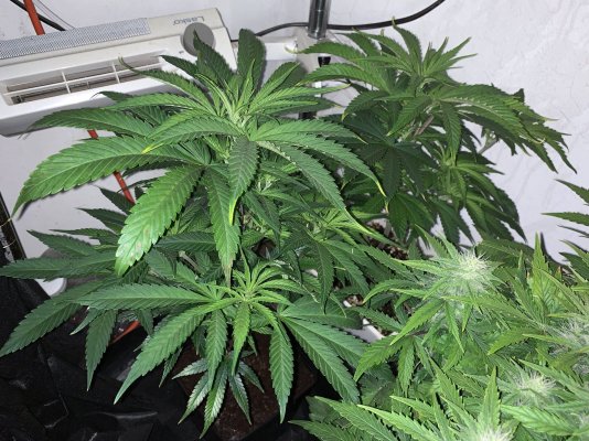 Grow Lab: Diverse Methods