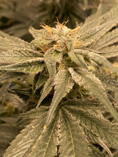 Using coco loco by fox farms.