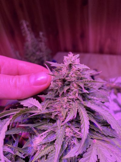 Stunted growth during veg, harvest projections?