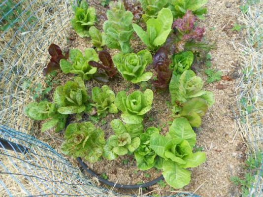 How would you amend this soil?