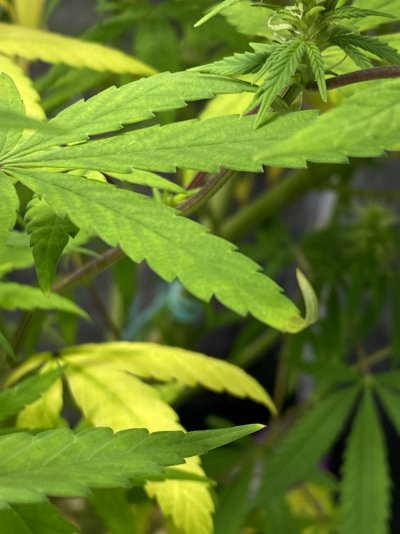 Plants yellowing way too fast starting flower