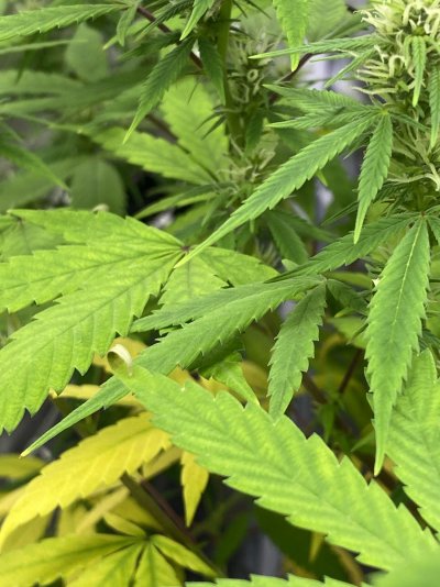 Plants yellowing way too fast starting flower