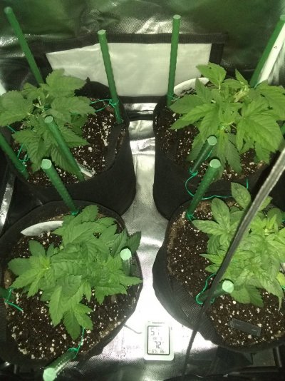 How do my plants look?