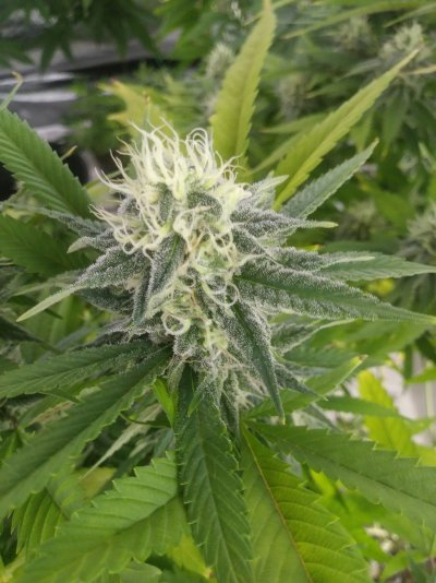 First Thread, harvesting, another on the way to watch