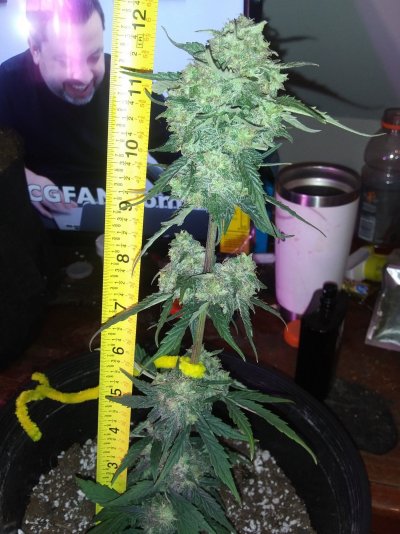 Caramel cream and bruce banner auto