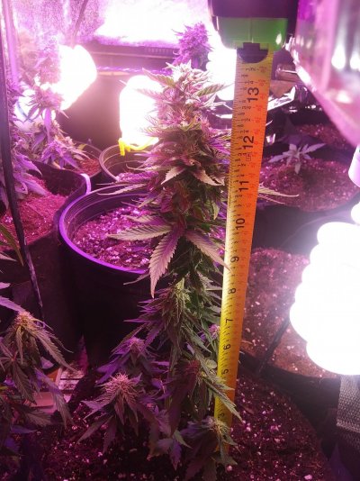 Caramel cream and bruce banner auto