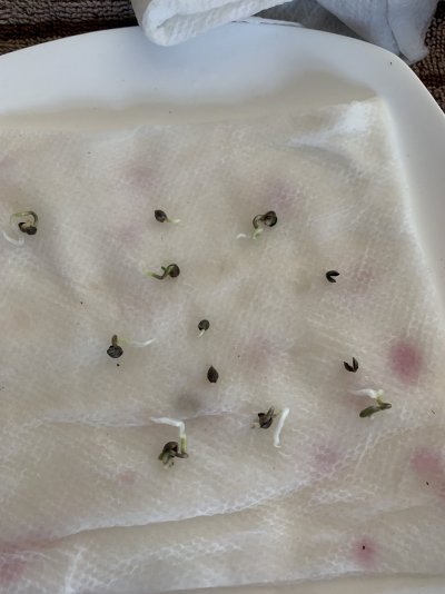 first-time-grow---sour-diesel-2.jpeg