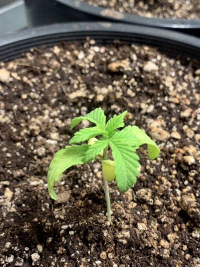 first-time-grow---sour-diesel-9.jpeg