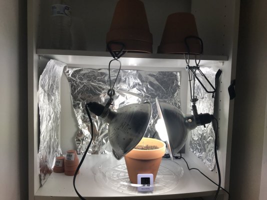 first-time-growing-need-some-tips-3.jpg