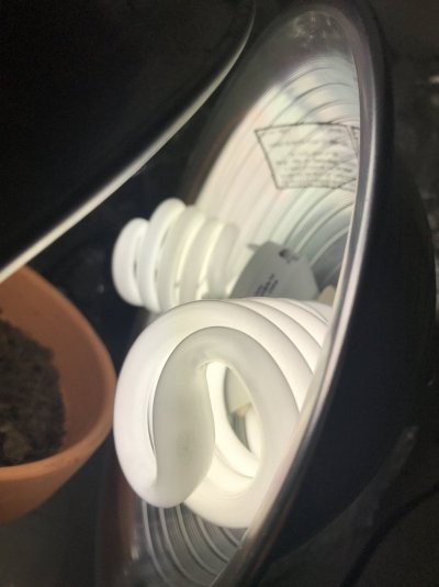 first-time-growing-need-some-tips-5.jpg
