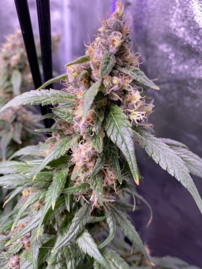 Dromada’s dwc 600w cob led