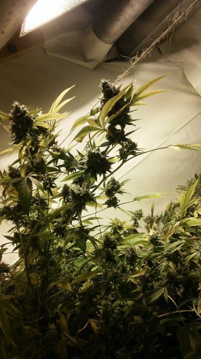 First time grow.   Sour diesel