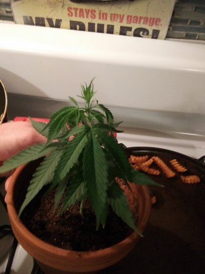 PLEASE HELP!!