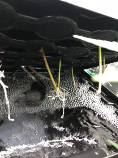 Help with cloning