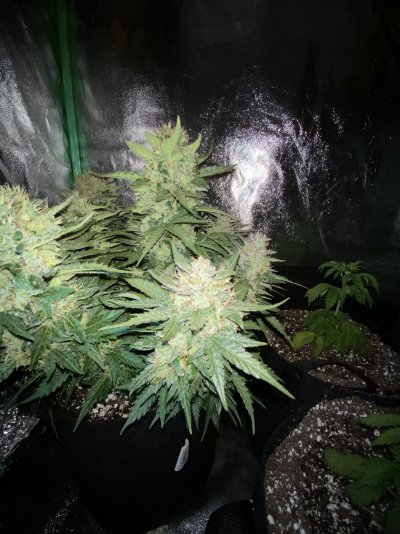 Highest Cut First Grow