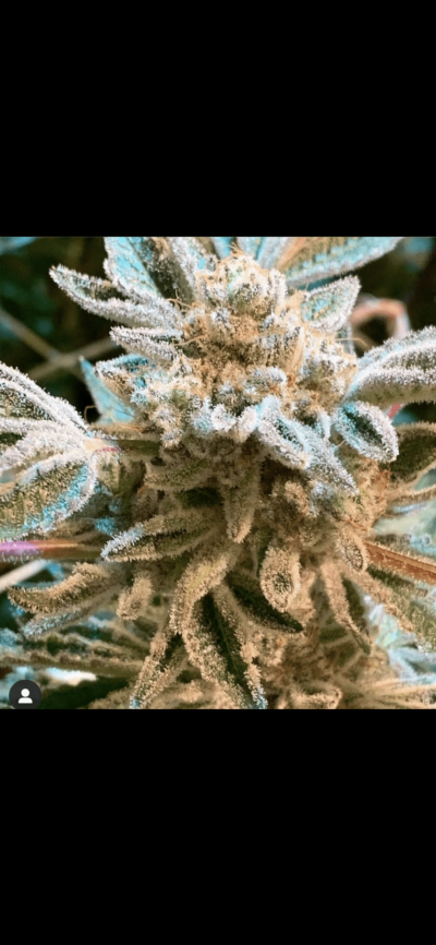 Let's See Your Frostiest Flowers