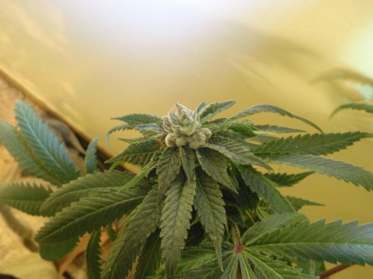 white bubba pics