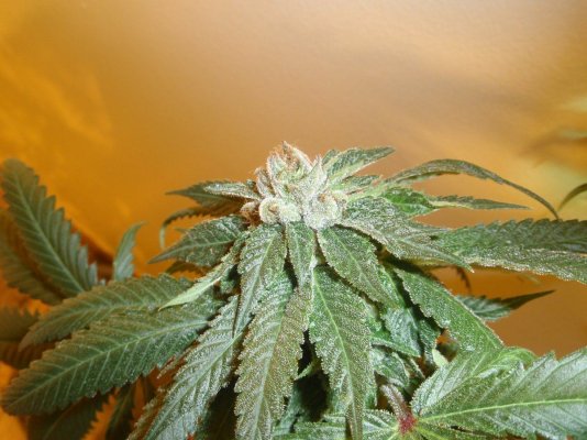 white bubba pics
