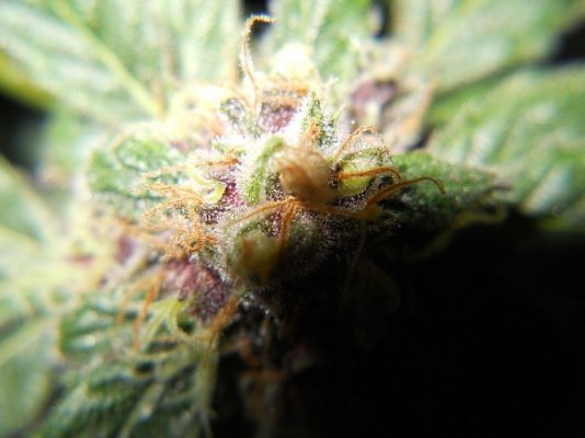 the-black-macro-from-day-37.jpg