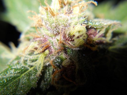 the-black-macro-from-day-37-3.jpg