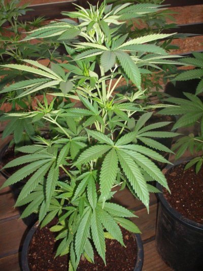 sour widow stankmaster.JPG