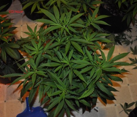 g13.JPG