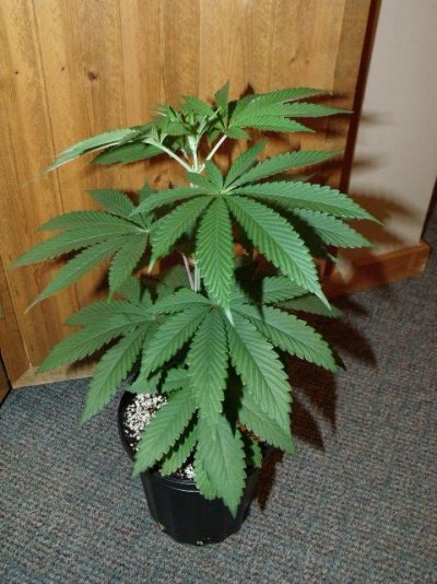 EvenFlow(AOGK x WhiteMustang)
