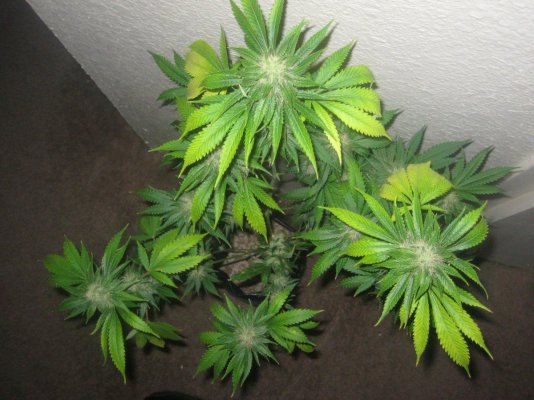 dh3 day40f b.jpg