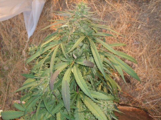 BlueNightmare harvest shots