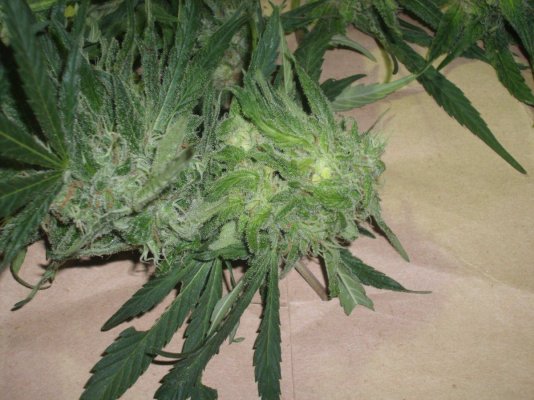 BlueNightmare harvest shots