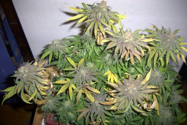 flower_70_3.JPG