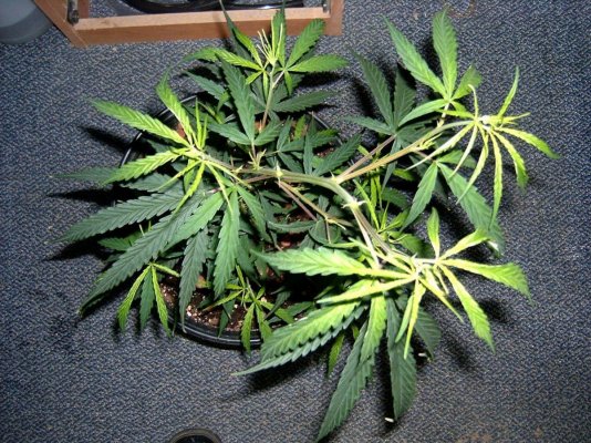 outdoor plant 019.jpg
