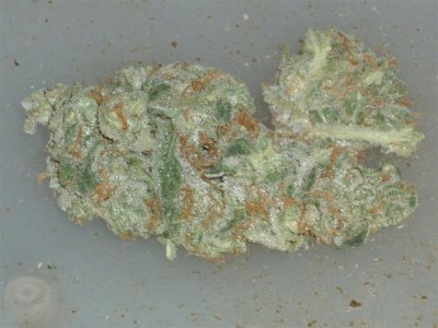 Champagne closer (Large).jpg