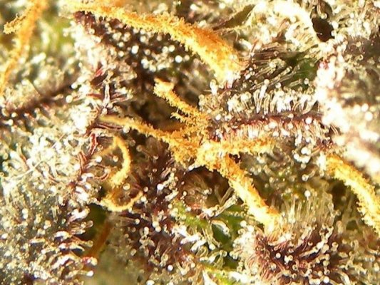 Pink crystals!!!!!!!!!!!